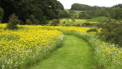 a path through a field of yellow flowers at Orroland Holiday Cottages in Dundrennan