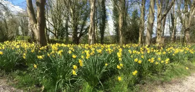 a field of yellow daffodils in a park at Garden flat at Broomfield in Moffat