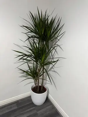 a palm plant in a white pot next to a wall at Rowe Terrace Workington in Workington