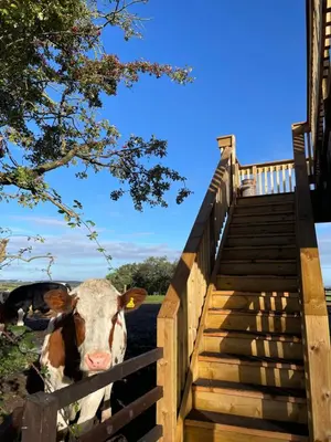 a cow standing next to a wooden fence at West Coast Whistlestop in Ochiltree