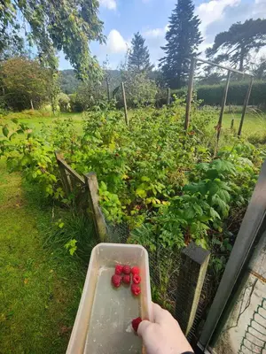 a person holding a tray of tomatoes in a garden at Cozy cottage at the base of Sale and Ling Fell in Embleton