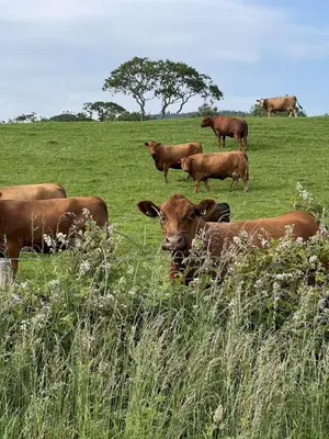 a herd of cows standing in a grassy field at Cosy Cottage in Charming Village Close to Beach - Pass the Keys in Kirkbean