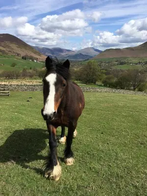 a brown and white horse standing in a field at High Snab Cottage Newlands Valley in Keswick