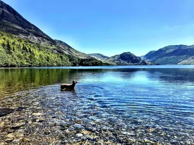 a dog standing in the water in a lake at Cosy Cottage on edge of Lake District in Little Broughton