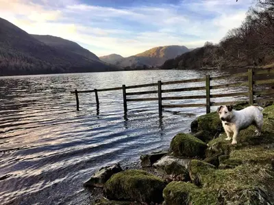 a dog standing next to a fence near a body of water at Cosy Cottage on edge of Lake District in Little Broughton