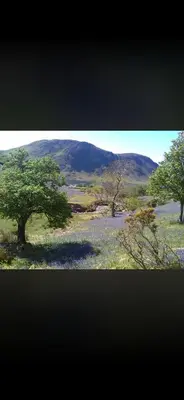 two trees in a field with a mountain in the background at West Cumbria static caravan in Workington