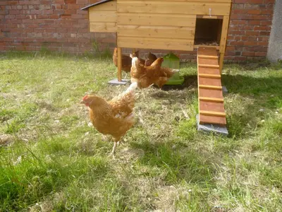 two chickens standing in the grass next to a chicken coop at Vallum, Irthington on Hadrians Wall in Irthington