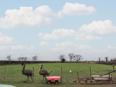 three ostriches standing in a field with a fence at The Nook in Wigton