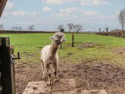a llama standing in a field next to a fence at The Nook in Wigton