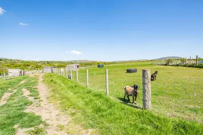 two animals standing in a field next to a fence at 1 Bed in Isel oc-b32075 in Sunderland