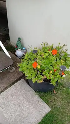 a large pot of flowers sitting next to a wall at Mags Home from Home at Southerness in Mainsriddle