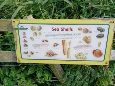 a sign describing sea shells on a fence at Mags Home from Home at Southerness in Mainsriddle