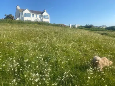 a sheep standing in a field of flowers in front of a house at Cliff Cottage Beautifully appointed apartment with world class view in Peel