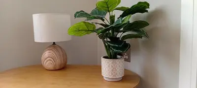 a plant in a vase on a table next to a lamp at Martindale Close - 3 Bedrooms - Sleeps 5 in Whitehaven