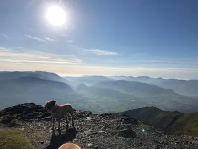 a dog standing on the top of a mountain at 51 Brisco Mount 3 bedroom house in Woodend