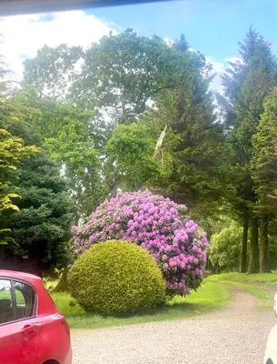 a bush with pink flowers in front of a car at Pennygael in Lanark