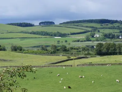 a herd of sheep grazing in a green field at Airds Farm Guest House in Castle Douglas