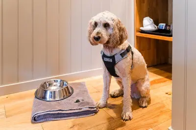 a dog standing next to a bowl of food at Irvine Bay in Irvine