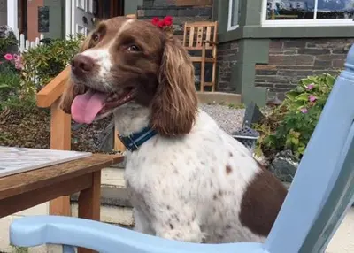 a brown and white dog sitting in a chair at The Mount self-catering in Portinscale