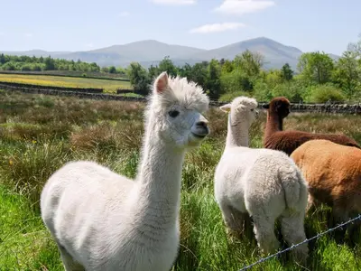 a group of llamas standing in a field at Blencathra in Mungrisdale