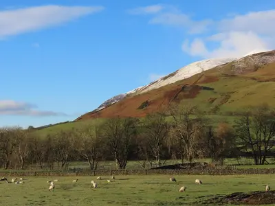 a herd of sheep grazing in a field in front of a mountain at The Garth in Mungrisdale