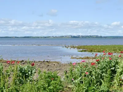 a field of flowers next to a body of water at Shore Cottage in Carsluith