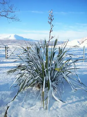 a plant in the snow with mountains in the background at Saddleback Barn in Penrith