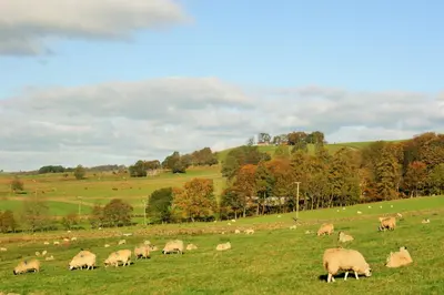 a herd of sheep grazing in a grassy field at Stable Barn in Penrith