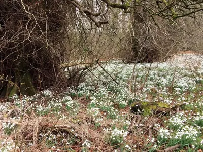 a field of white flowers in the woods at Carnell Country Estate & Holiday Cottages in Ayrshire in Hurlford