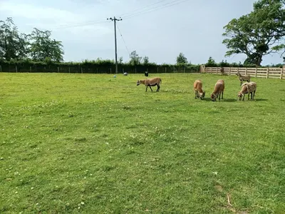 a group of animals grazing in a field at Green View Lodges in Wigton