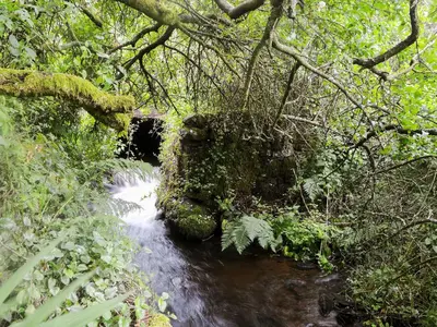 a stream in the middle of a forest at The Cottage in Blackwood