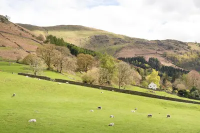 a herd of sheep grazing in a green field at The Traveller's Rest in Grasmere