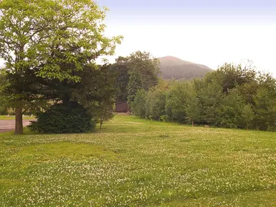 a field of green grass with a tree and flowers at Ashness in Keswick