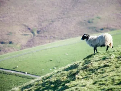 a sheep standing on top of a grassy hill at Serendipity in Keswick