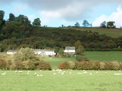 a herd of sheep grazing in a green field at Osprey Cottage in Bassenthwaite
