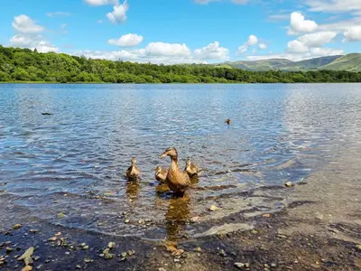 a group of ducks in the water on a lake at Osprey Cottage in Bassenthwaite