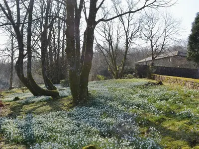 a field with blue flowers and trees and a building at Laundry Cottage in Uldale