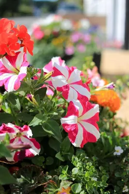 a bunch of colorful flowers in a garden at The Farmers Inn in Dumfries