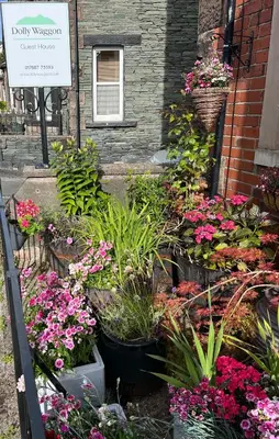 a bunch of flowers in pots in front of a building at Dolly Waggon Guest House in Keswick