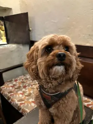 a small brown dog sitting on a chair at Royal Oak Hotel in Rosthwaite