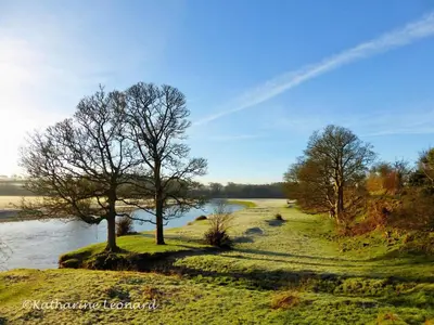 a tree on a field next to a body of water at Bakers Cottage in Cockermouth