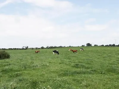 a group of cows grazing in a field of grass at Piggery Cottage in Wigton