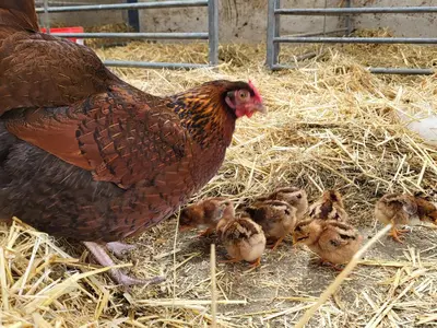 a chicken and chicks in a pen with hay at High Kiln Bank Cottage in Ulpha
