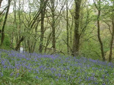 a field of blue flowers in the woods at Faraway Cottage in Kirklinton