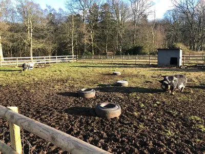 two cows standing in a field with tires in the dirt at Irton Hall in Eskdale