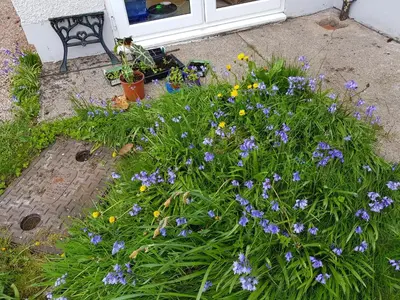 a bunch of purple flowers in front of a door at Newby Cross in Carlisle