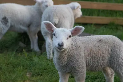 a group of sheep standing in the grass at Barcloy Honey House in Kirkcudbright