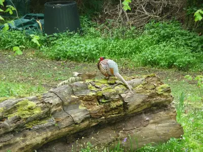 a bird sitting on top of a log at Doonbank Cottage Bothy in Ayr