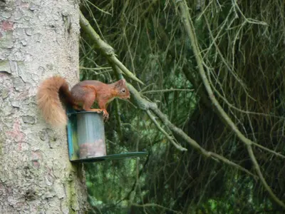 a squirrel sitting on a bird feeder on a tree at Forest How Guest House in Eskdale