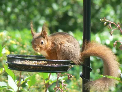 a squirrel eating out of a bird feeder at Forest How Guest House in Eskdale